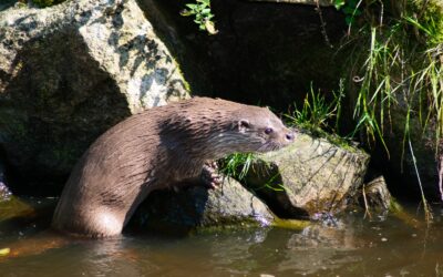WWF: Neue Studie zeigt Rückkehr der Fischotter nach Tirol