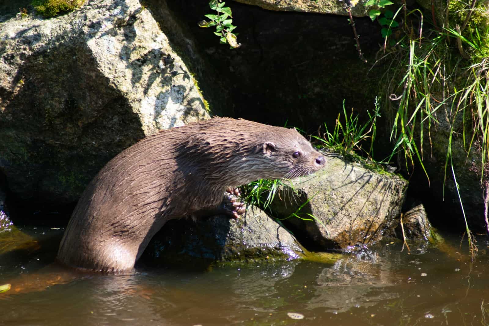 Fischotter sind Meisterschwimmer und haben eine wichtige Rolle in der Natur