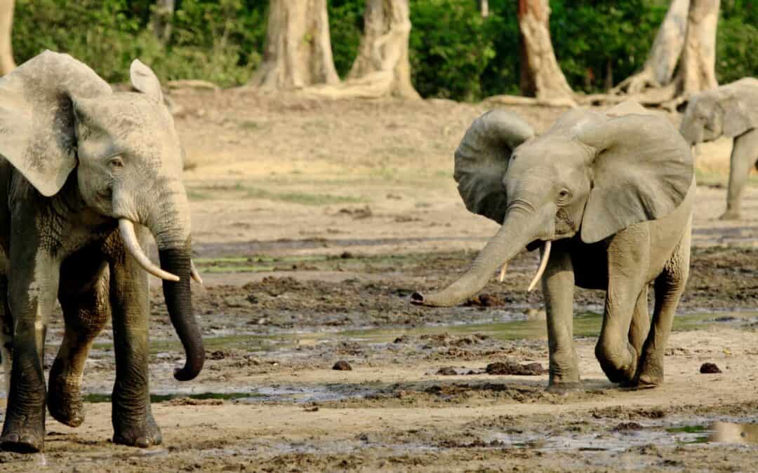 waldelefant-zwei-afrikanische-waldelefanten