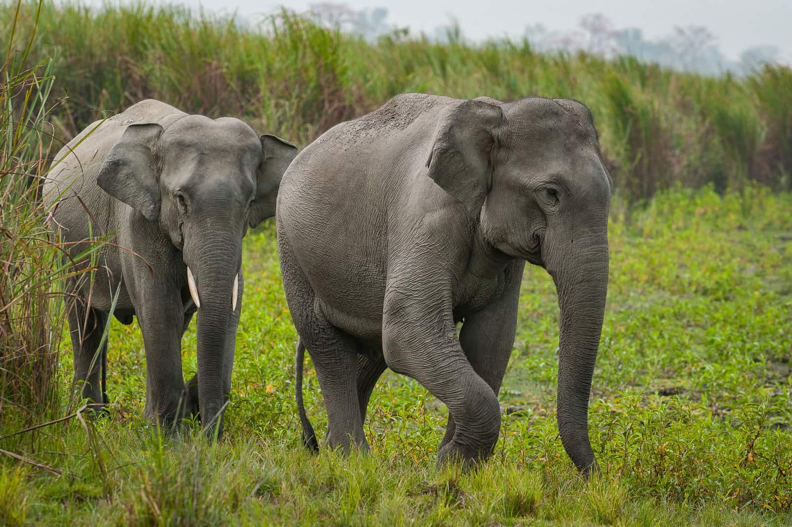 Ein Bulle und eine Kuh im Kaziranga Nationalpark im indischen Bundesstaat Assam, © by Ola Jennersten/WWF Schweden Ein Bulle und eine Kuh im Kaziranga Nationalpark im indischen Bundesstaat Assam, © by Ola Jennersten/WWF Schweden