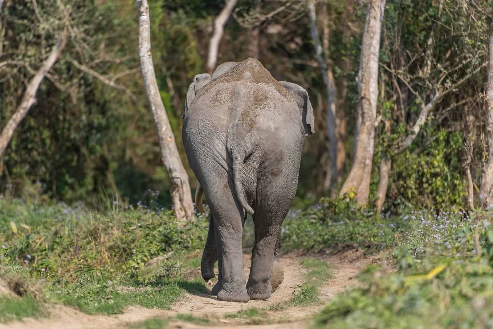 Elefant im Kaziranga-Nationalpark, Indien, © by Ola Jennersten/WWF Schweden Elefant im Kaziranga-Nationalpark, Indien, © by Ola Jennersten/WWF Schweden