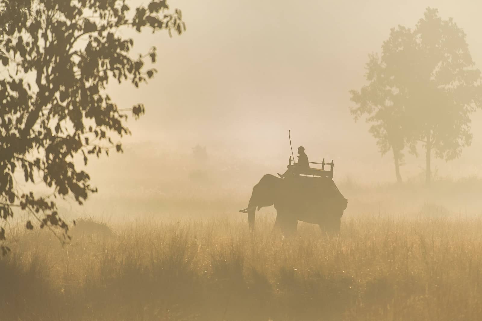Elefanten werden in Indien als Lasttiere eingesetzt, © by Ola Jennersten/WWF Schweden Elefanten werden in Indien als Lasttiere eingesetzt, © by Ola Jennersten/WWF Schweden
