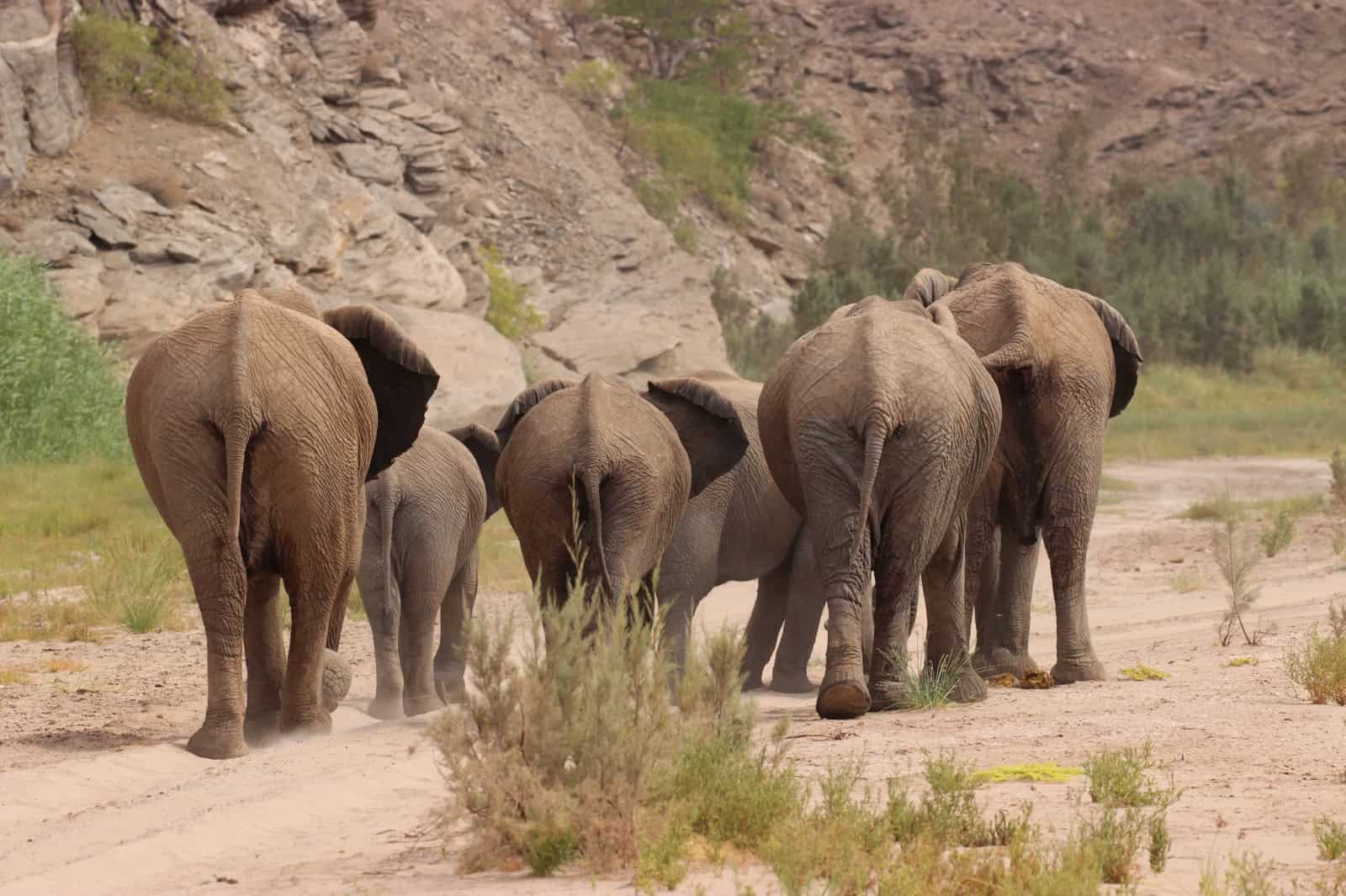Afrikanische Savannenelefanten, © by Tania Curry/WWF-US Afrikanische Savannenelefanten, © by Tania Curry/WWF-US