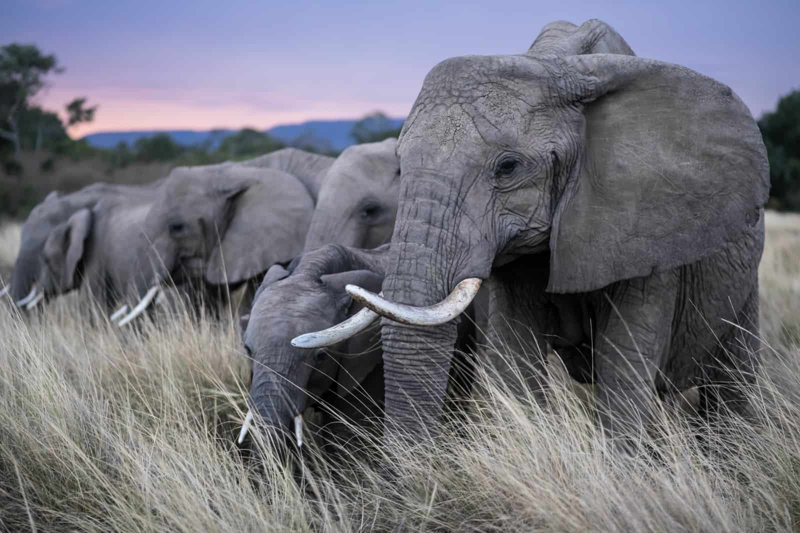 In der Savanne: Elefanten beim Fressen, © by naturepl.com / Denis-Huot / WWF In der Savanne: Elefanten beim Fressen, © by naturepl.com / Denis-Huot / WWF