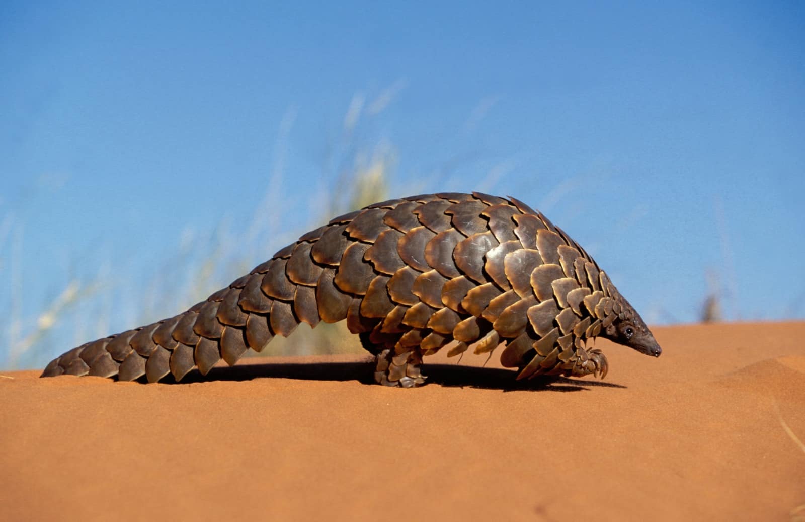 Schuppentier in Afrika