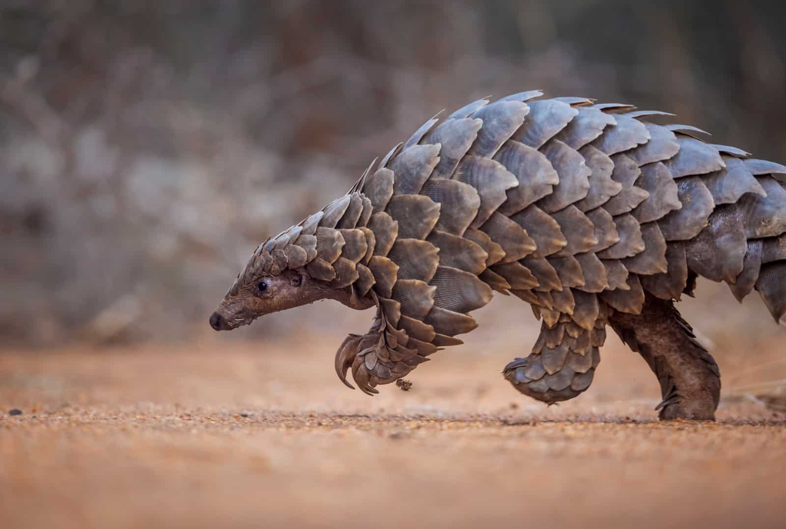 Schuppentiere gehen meist auf zwei Beinen., © by naturepl.com / Neil Aldridge / WWF Schuppentiere gehen meist auf zwei Beinen., © by naturepl.com / Neil Aldridge / WWF