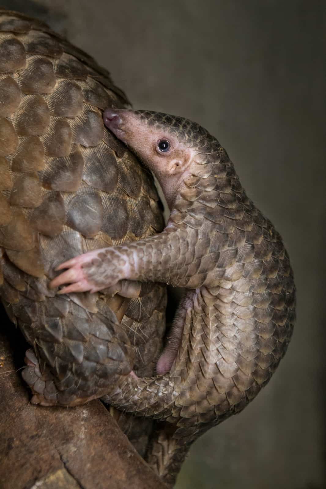Junge Schuppentiere verbringen ihre ersten Lebensmonate auf dem hinteren Rüücken der Mutter, © by Suzi Eszterhas / Wild Wonders of China / WWF Junge Schuppentiere verbringen ihre ersten Lebensmonate auf dem hinteren Rüücken der Mutter, © by Suzi Eszterhas / Wild Wonders of China / WWF