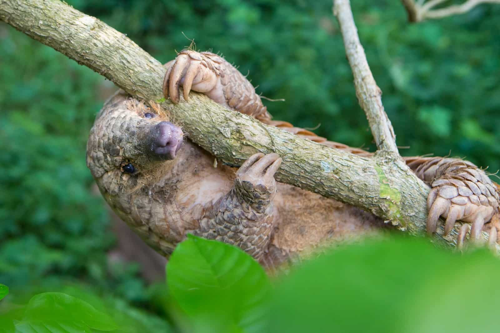 Schuppentiere sind gute Kletterer, © by Suzi Eszterhas / Wild Wonders of China / WWF Schuppentiere sind gute Kletterer, © by Suzi Eszterhas / Wild Wonders of China / WWF