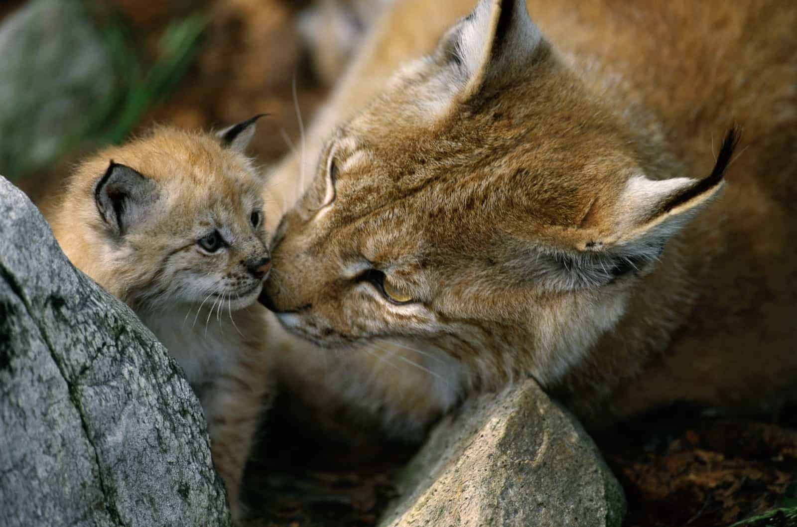 Bedroht vom Flächenfraß: eine Luchs-Mutter mit ihrem Jungtier., © by WWF Canon/Staffan Widstrand Bedroht vom Flächenfraß: eine Luchs-Mutter mit ihrem Jungtier., © by WWF Canon/Staffan Widstrand
