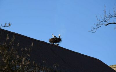 Frühlingsbote: Erste Weißstörche im WWF-Auenreservat Marchegg gelandet