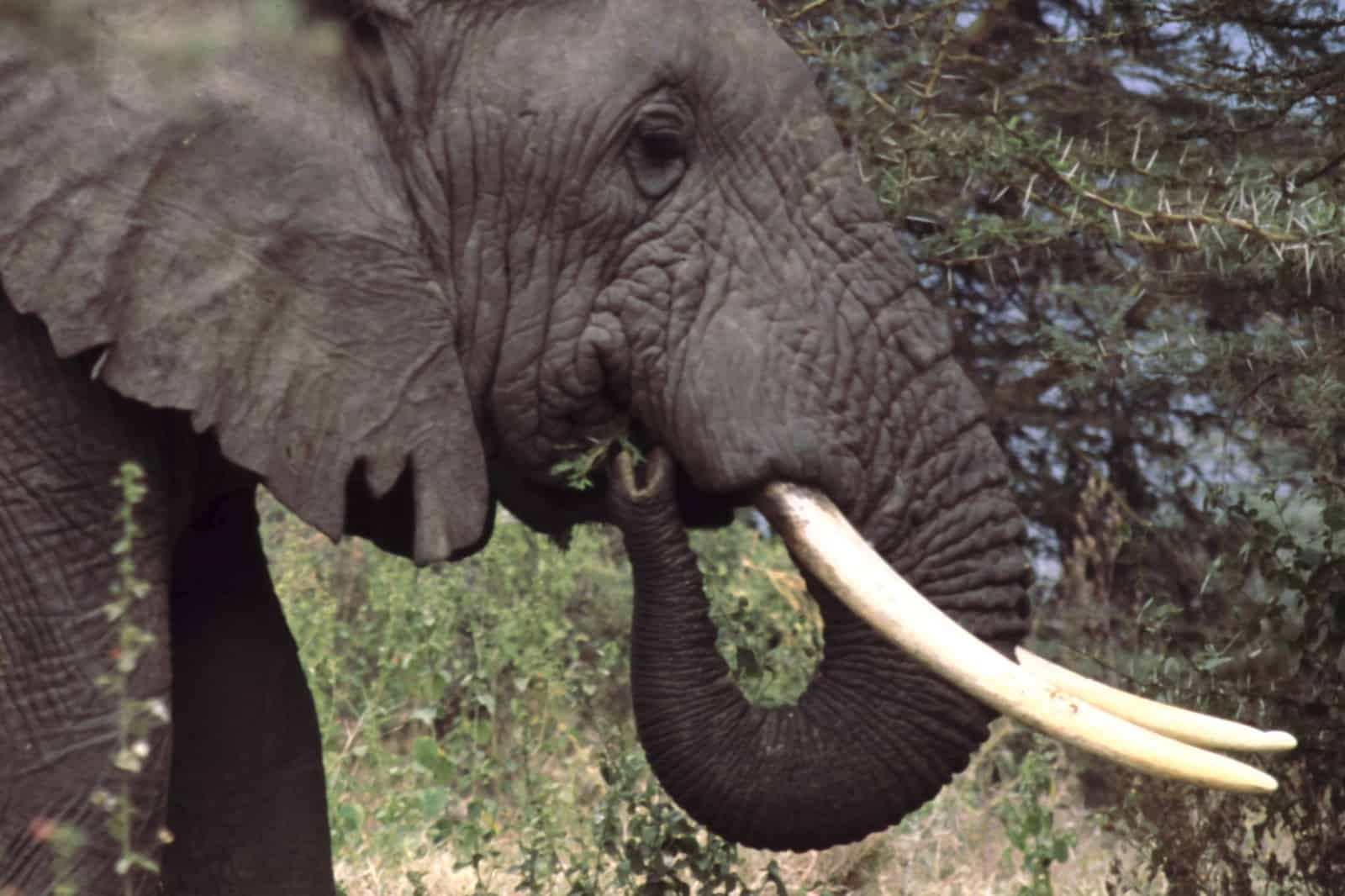 Die mächtigen Stoßzähne eines Savannenelefanten in Tanzania, © by Deborah Gainer/ WWF-US Die mächtigen Stoßzähne eines Savannenelefanten in Tanzania, © by Deborah Gainer/ WWF-US