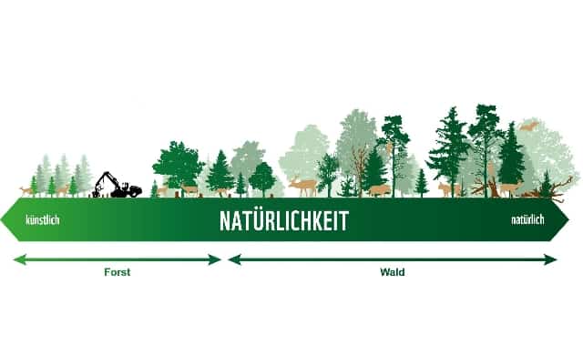 Forst-Wald