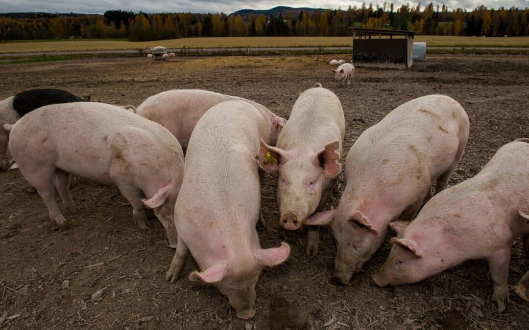 WWF fordert bessere Kennzeichnung von Osterschinken
