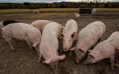 WWF fordert bessere Kennzeichnung von Osterschinken