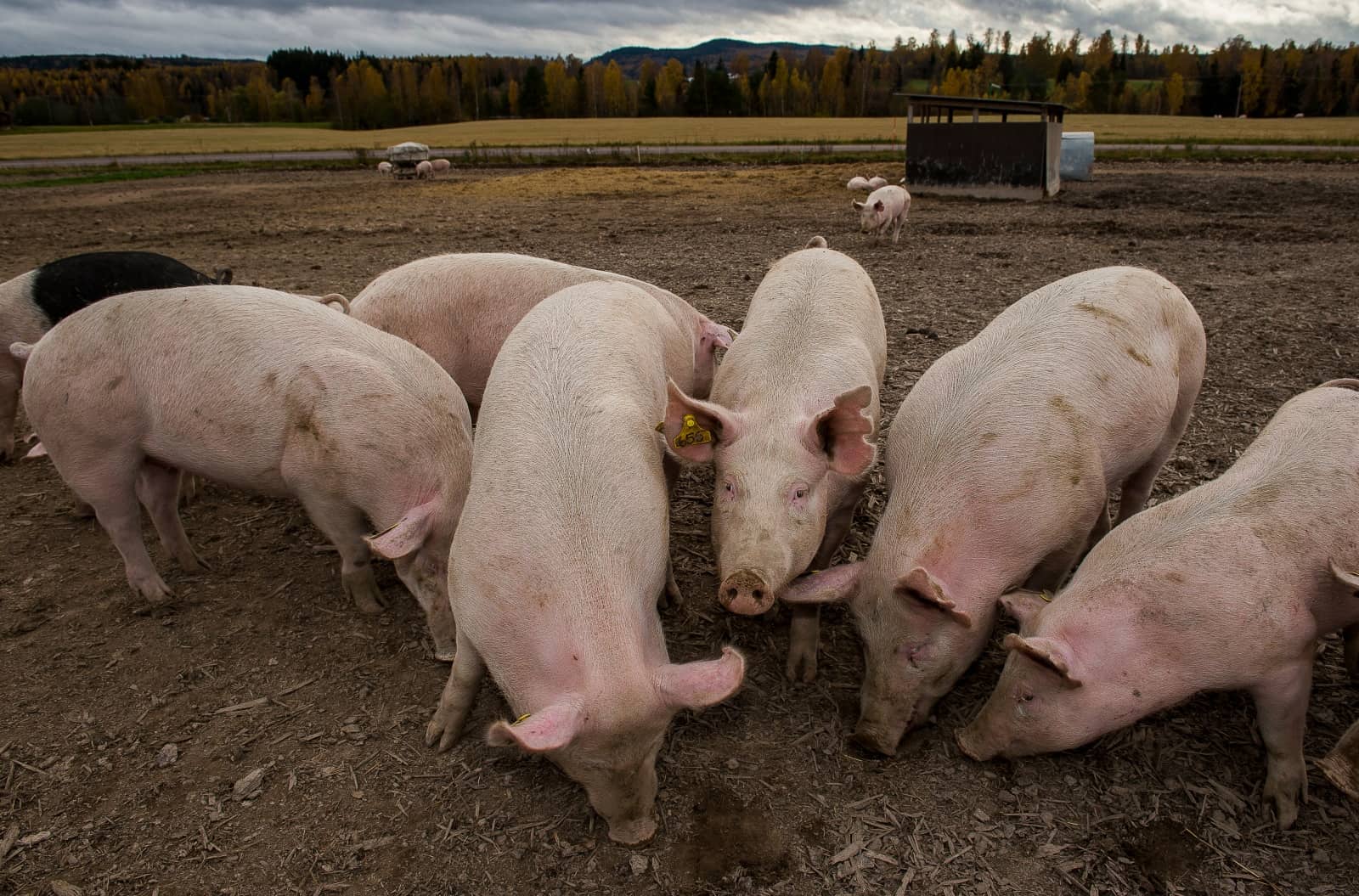 Schweine