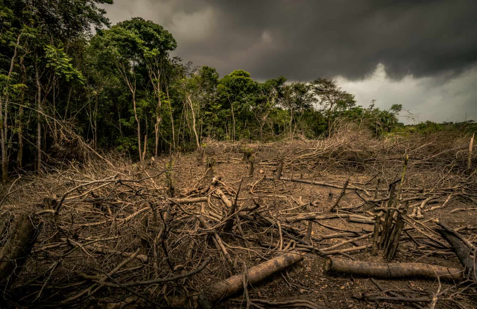 Amazonas-Entwaldung(c)Barreto / WWF UK
