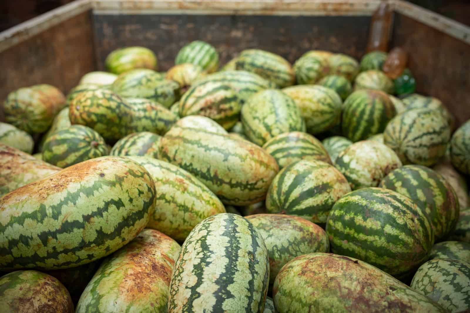 Melonen