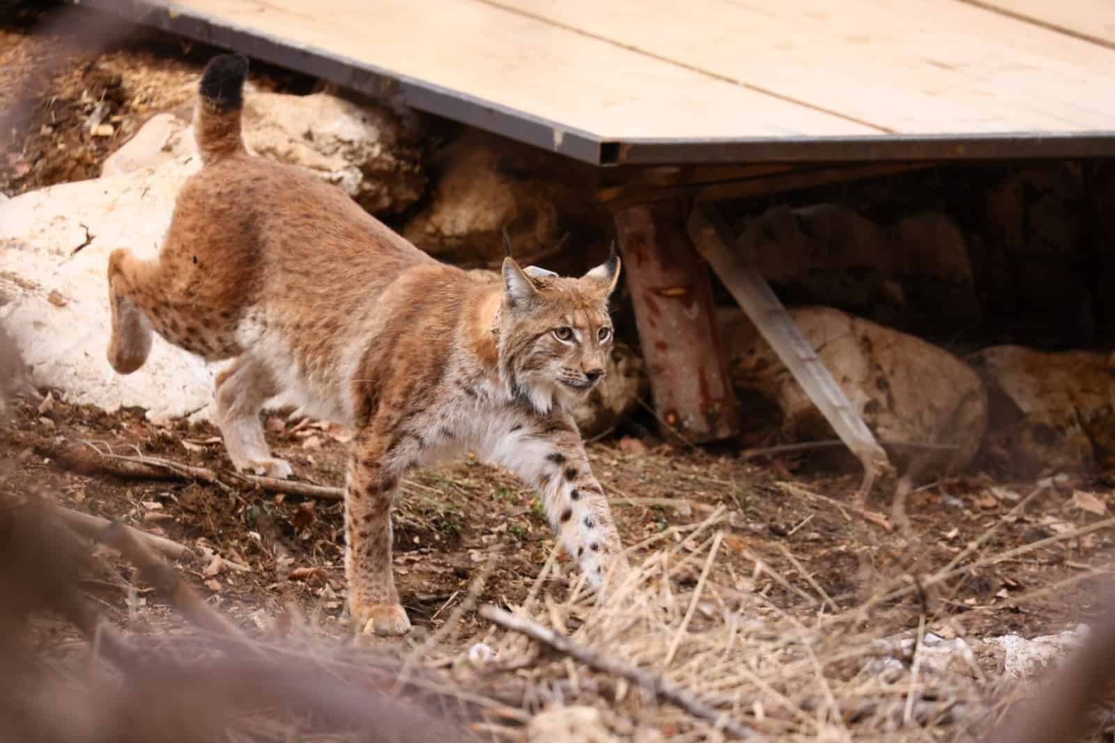 Luchs Tris läuft in die Freiheit © LIFE Lynx / Davorin Tome