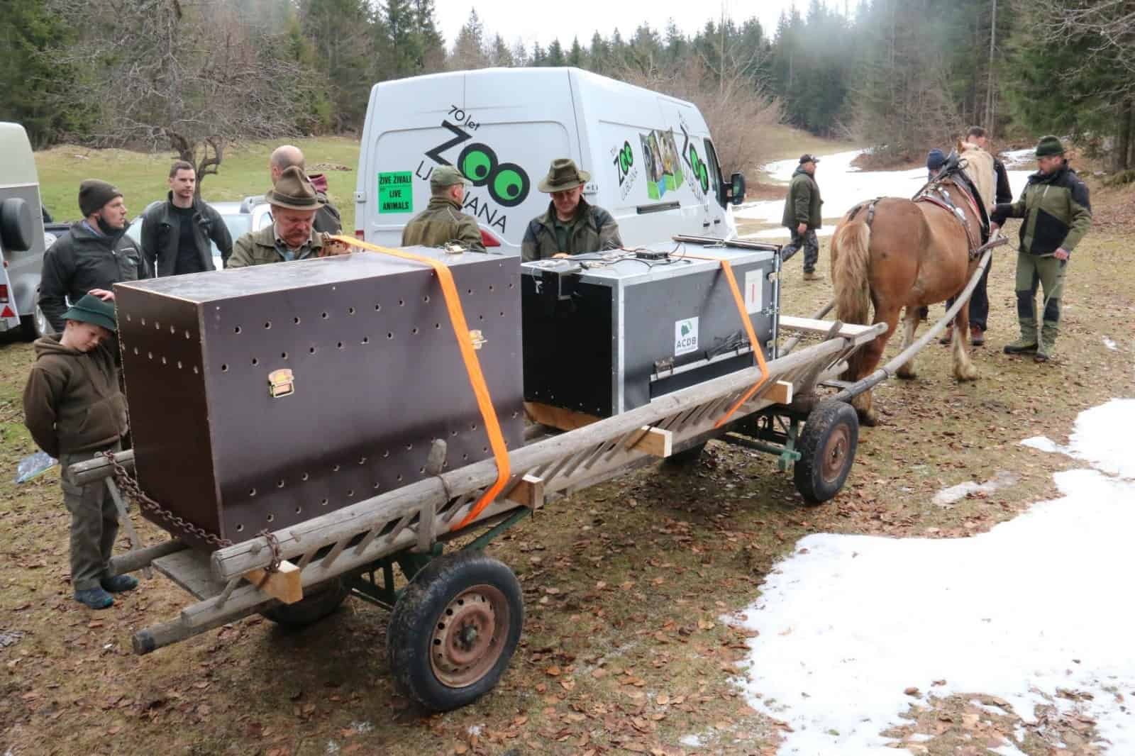 Luchs-Transport mit Pferdekutsche, © by LIFE Lynx/ Maja Sever Luchs-Transport mit Pferdekutsche, © by LIFE Lynx/ Maja Sever