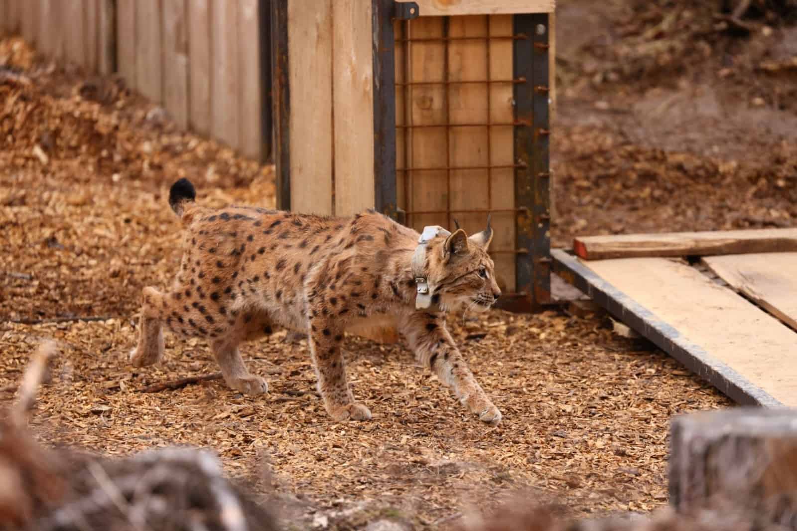 Luchsin Julijas erste Schritte in die Freiheit, © by LIFE Lynx/ Davorin Tome Luchsin Julijas erste Schritte in die Freiheit, © by LIFE Lynx/ Davorin Tome