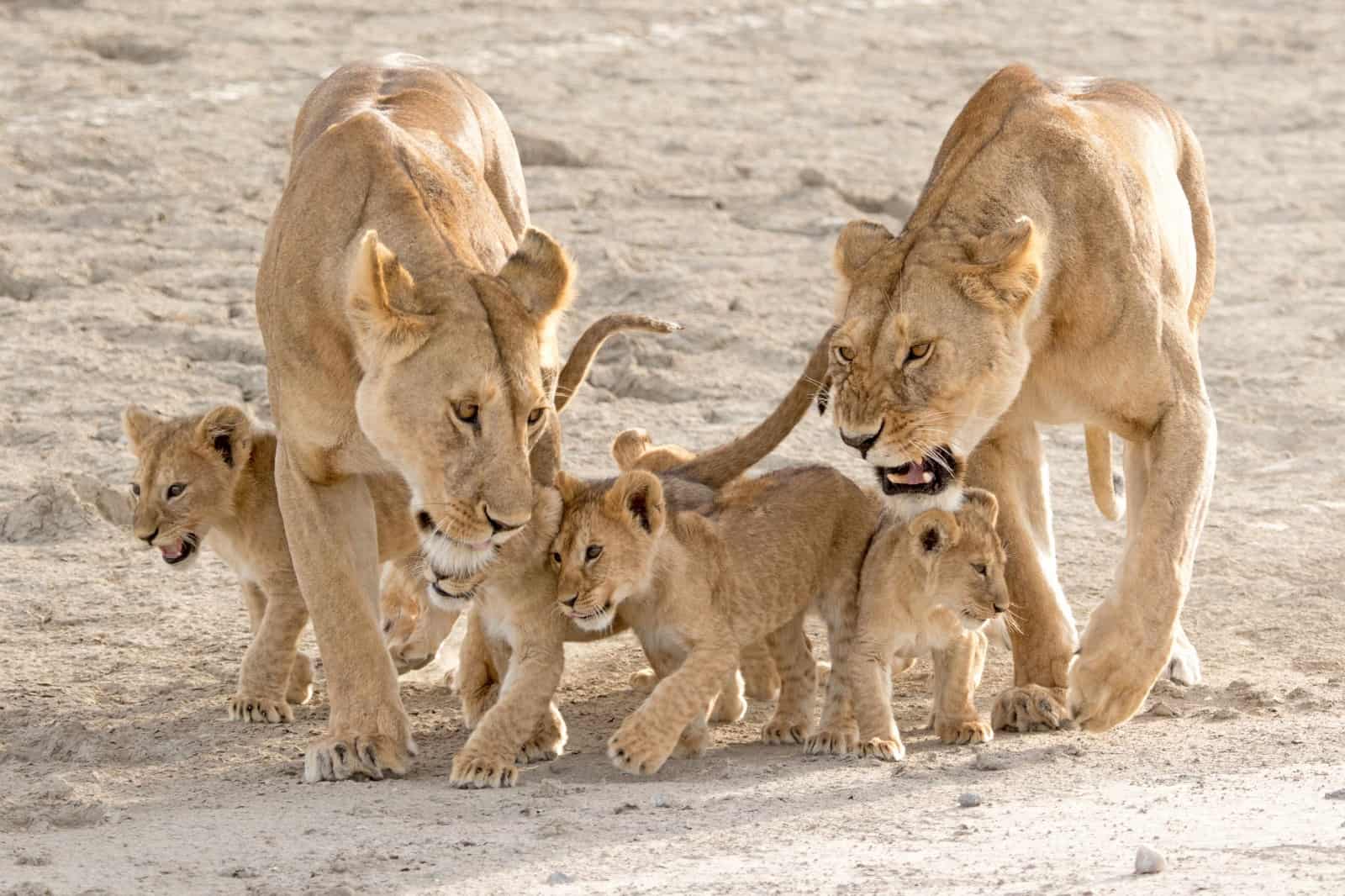 Zwei Löwinnen mit ihren Jungen im Serengeti-Nationalpark in Tansania, © by Richard Barrett / WWF-UK Zwei Löwinnen mit ihren Jungen im Serengeti-Nationalpark in Tansania, © by Richard Barrett / WWF-UK