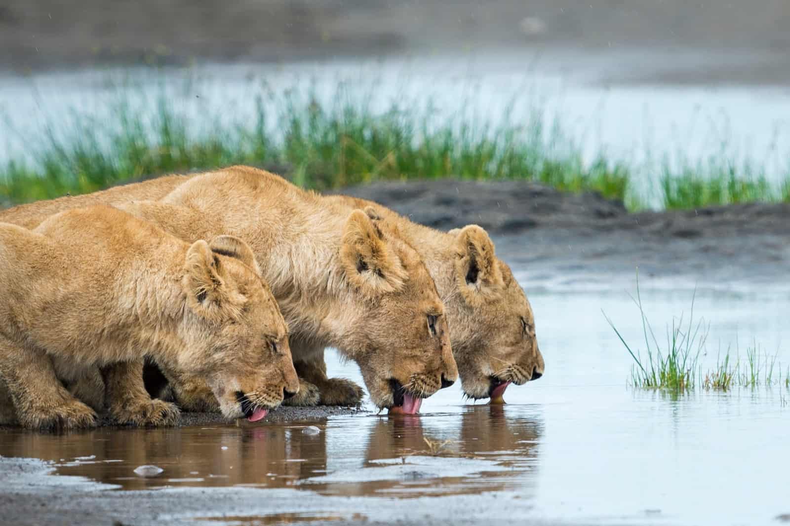 Nicht überall gibt es Wasserstellen wie auf diesem Bild, © by Richard Barrett / WWF-UK Nicht überall gibt es Wasserstellen wie auf diesem Bild, © by Richard Barrett / WWF-UK
