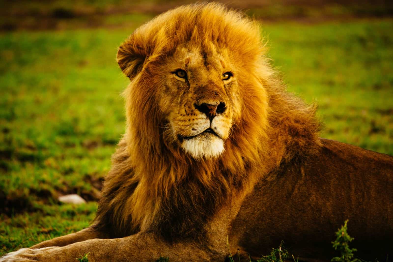 Ein Männchen mit prächtiger Mähne liegt im Gras, während es regnet., © by Greg Armfield / WWF-UK Ein Männchen mit prächtiger Mähne liegt im Gras, während es regnet., © by Greg Armfield / WWF-UK