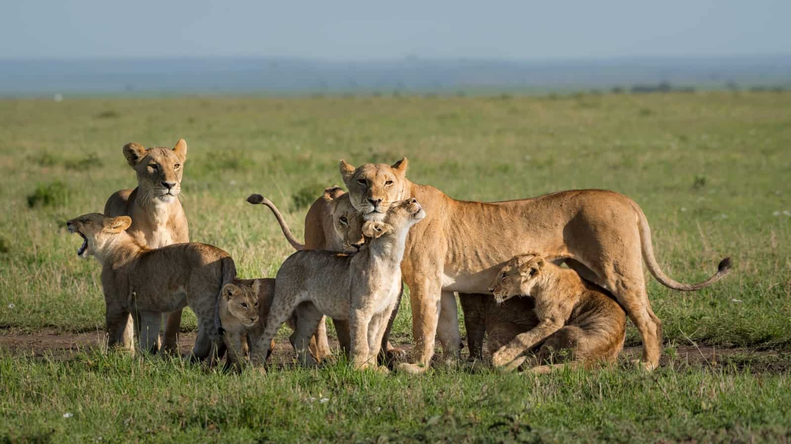 Afrikanische Löwen mit Jungtieren in der Maasai Mara in Kenya