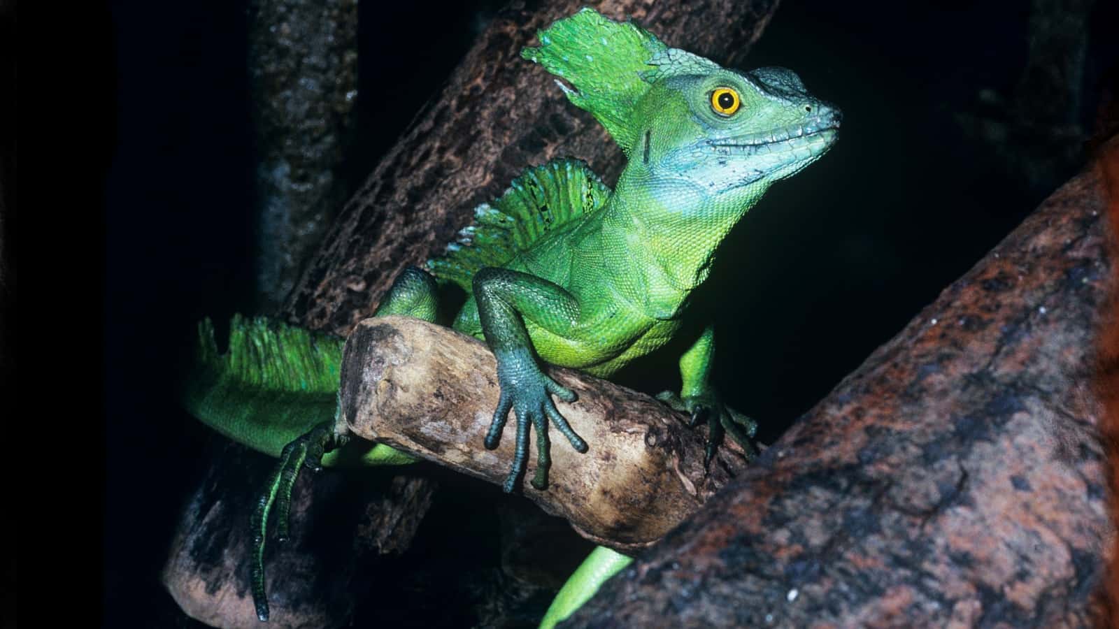 Der Stirnlappenbasilisk lebt in den Regenwäldern Mittelamerikas. Sieht er nicht aus wie ein Fabeltier?