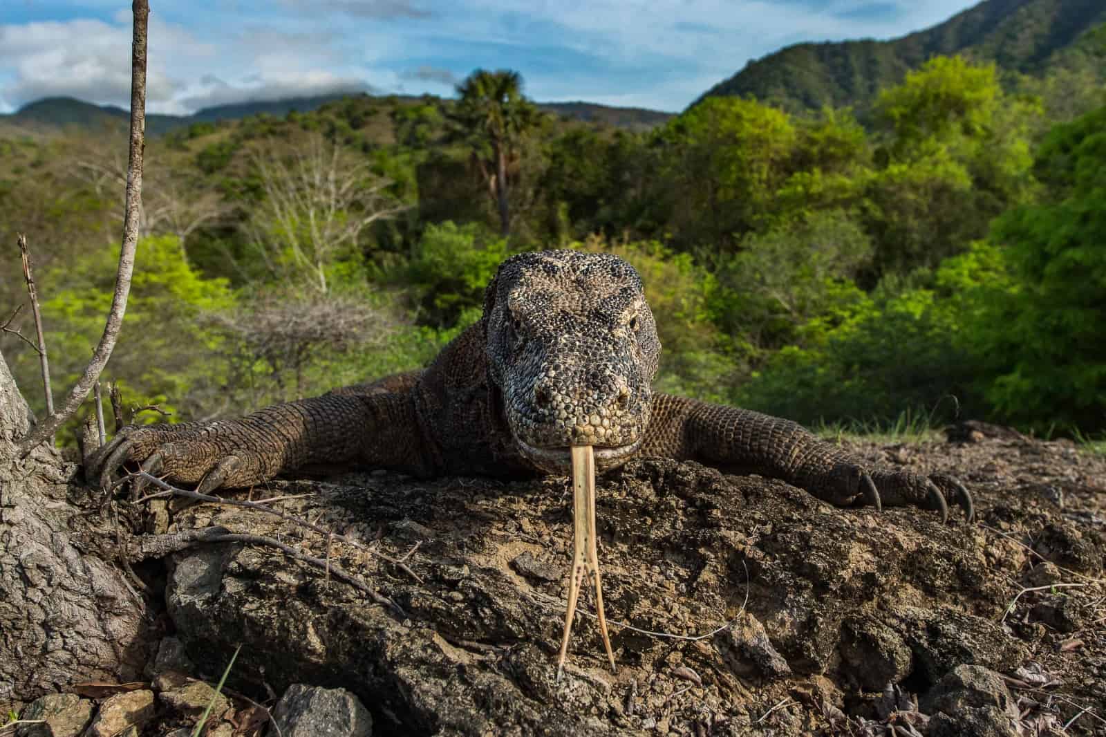 Der Komodowaran ist das größte Raubtier auf fünf indonesischen Inseln, © by Ola Jennersten Der Komodowaran ist das größte Raubtier auf fünf indonesischen Inseln, © by Ola Jennersten