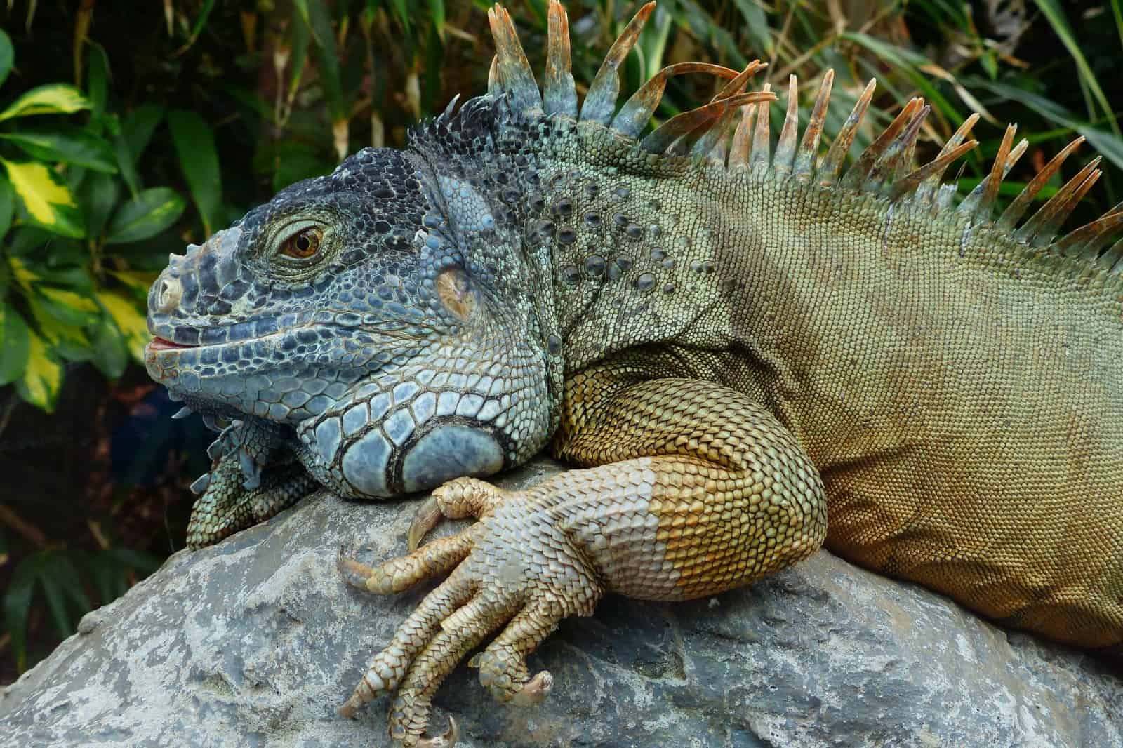Was für ein eindrucksvoller "Drache"! Der Grüne Leguan, © by pixabay Was für ein eindrucksvoller "Drache"! Der Grüne Leguan, © by pixabay