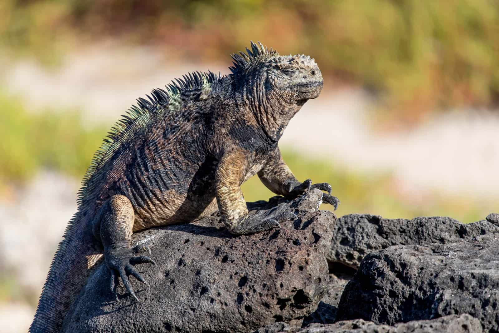 Diese Meerechse ist auf den Galápagos-Inseln heimisch, © by pixabay Diese Meerechse ist auf den Galápagos-Inseln heimisch, © by pixabay