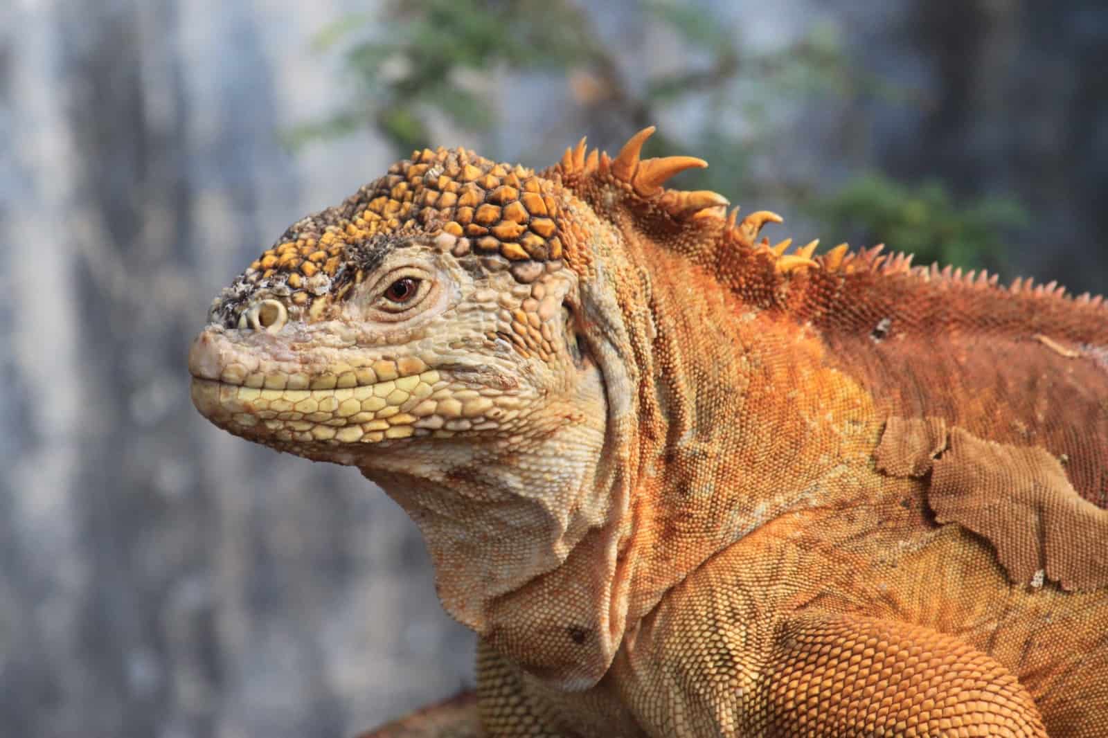 Der Galápagos-Landleguan kommt nur auf den gleichnamigen Inseln und sonst nirgends auf der Welt vor. Das nennt man "endemisch", © by pixabay Der Galápagos-Landleguan kommt nur auf den gleichnamigen Inseln und sonst nirgends auf der Welt vor. Das nennt man "endemisch", © by pixabay