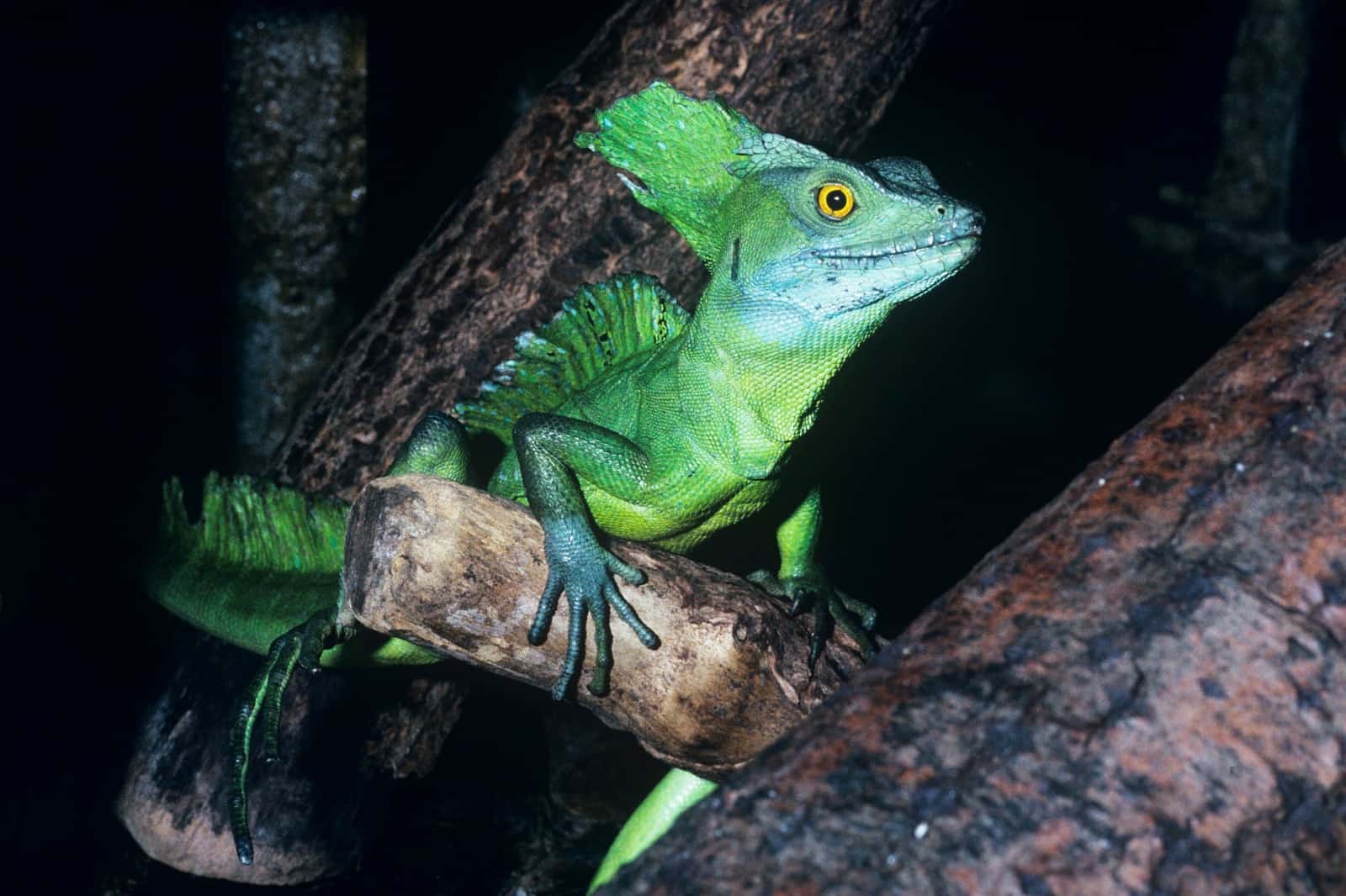 So rasend schnell, dass er sogar kurze Zeit übers Wasser laufen kann!, © by David Lawson/WWF UK So rasend schnell, dass er sogar kurze Zeit übers Wasser laufen kann!, © by David Lawson/WWF UK
