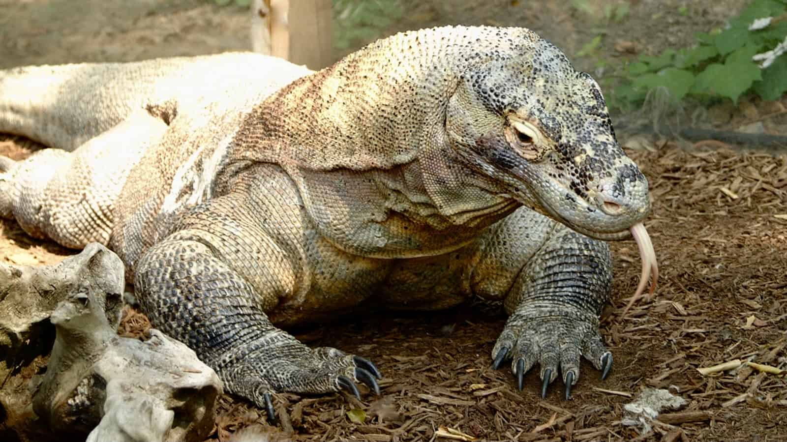 Hier sonnt sich ein Komodowaran im gleichnamigen Nationalpark in Indonesien