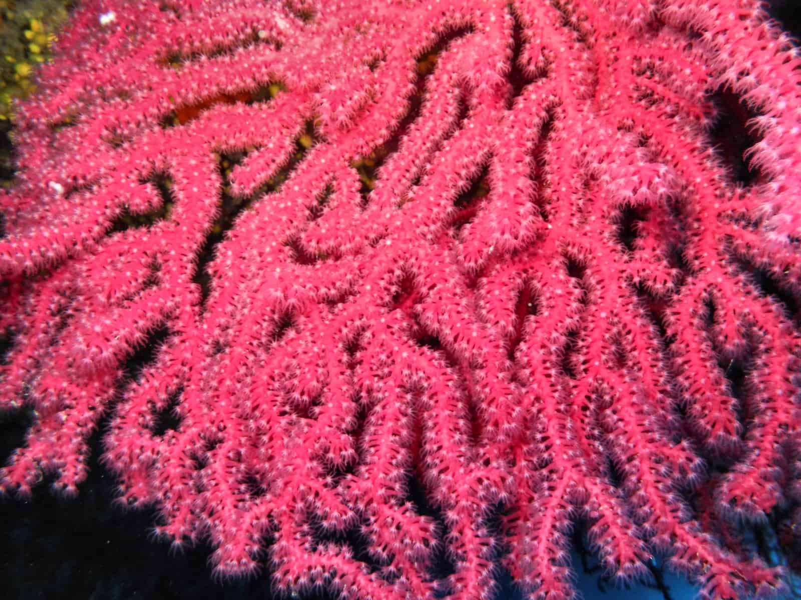 Korallen (wechselfarbige Gorgonien) im Mittelmeer