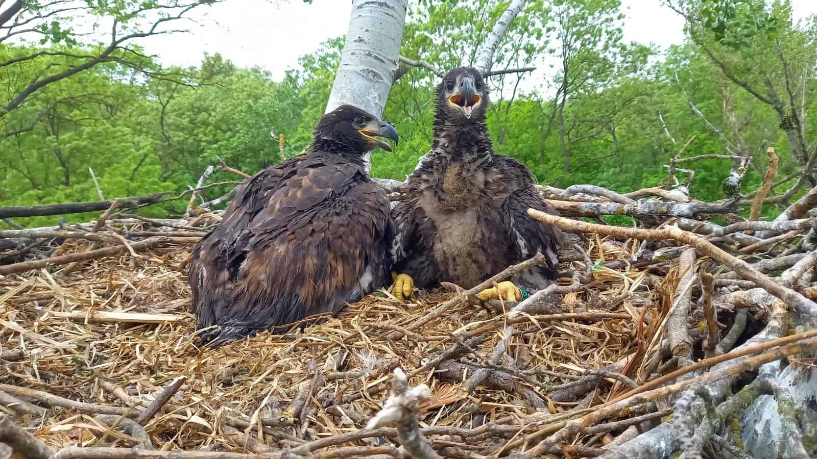 Besenderte Jungadler im Horst in den March-Thaya-Auen