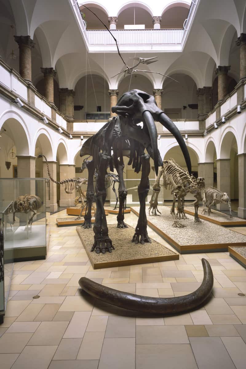 Gomphotherium-Skelett, © by Naturwissenschaftliche Sammlung Bayerns / Bayrische Staatssammlung Gomphotherium-Skelett, © by Naturwissenschaftliche Sammlung Bayerns / Bayrische Staatssammlung