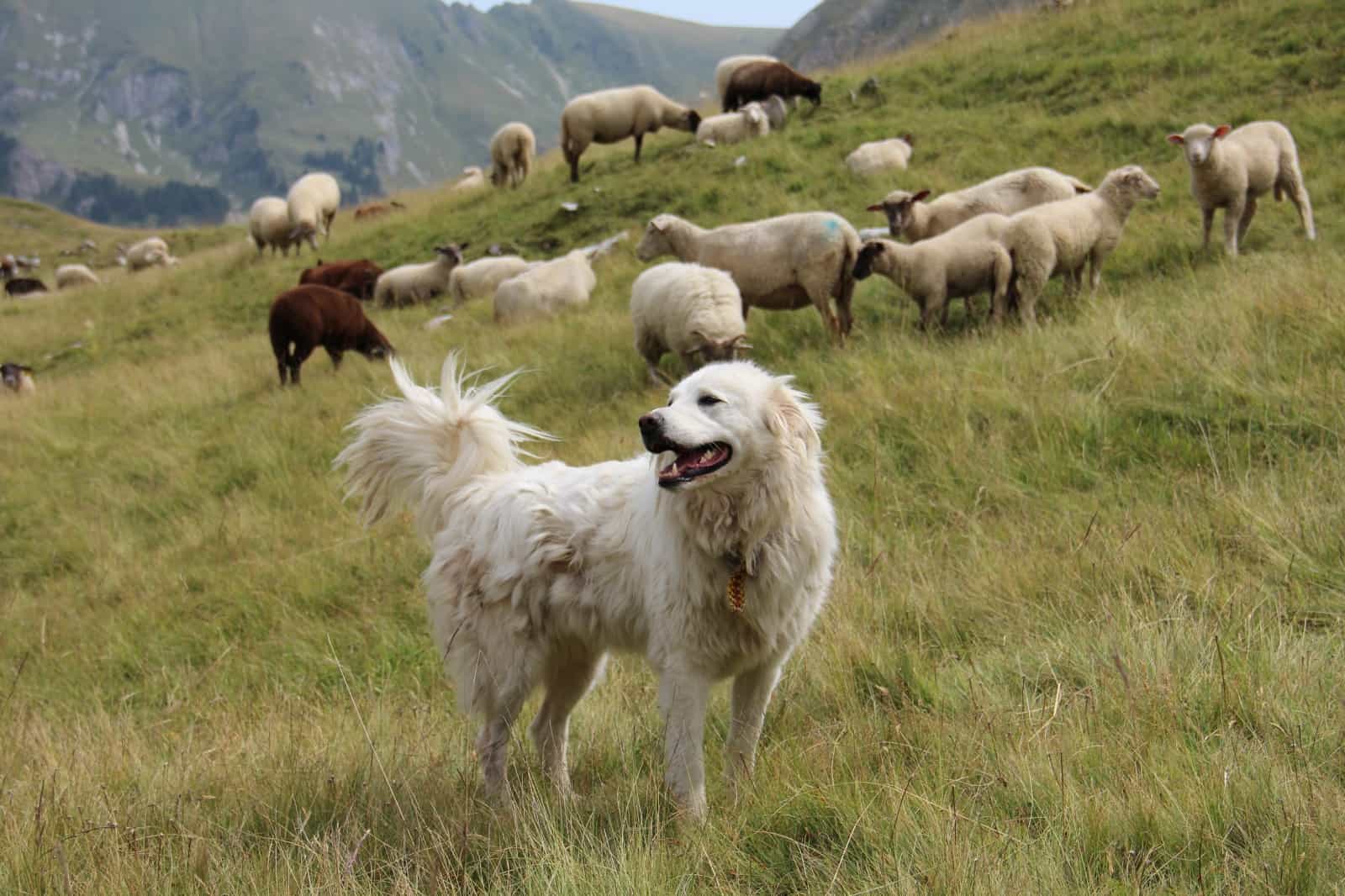 Herdenschutzhund bei der Arbeit, © by ÖBSZ Herdenschutzhund bei der Arbeit, © by ÖBSZ