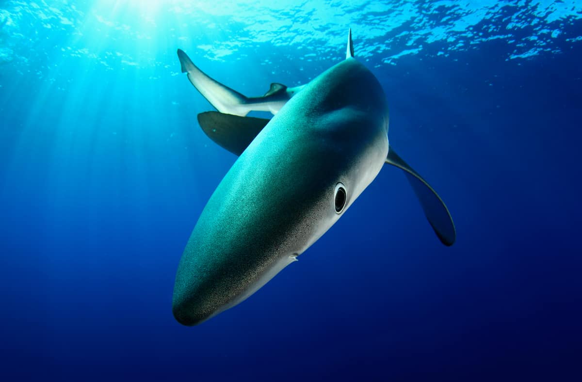 Blauhai auf den Azoren (c) naturepl.com / Nuno Sa / WWF