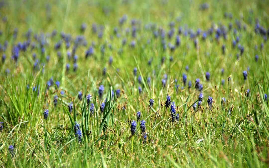 Neue Biodiversitätsstrategie: WWF fordert Rettungsplan für Arten und Lebensräume