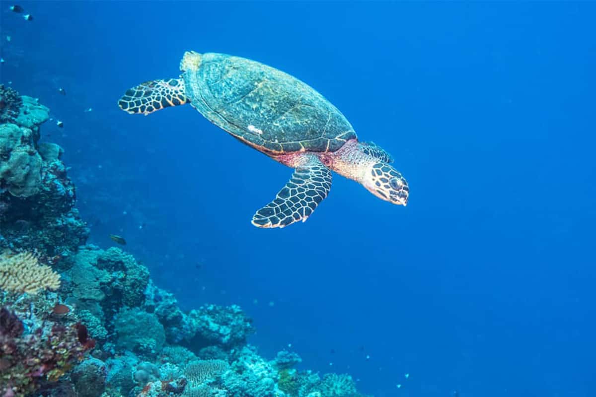 Bedrohte Meeresschildkröte Fidschi