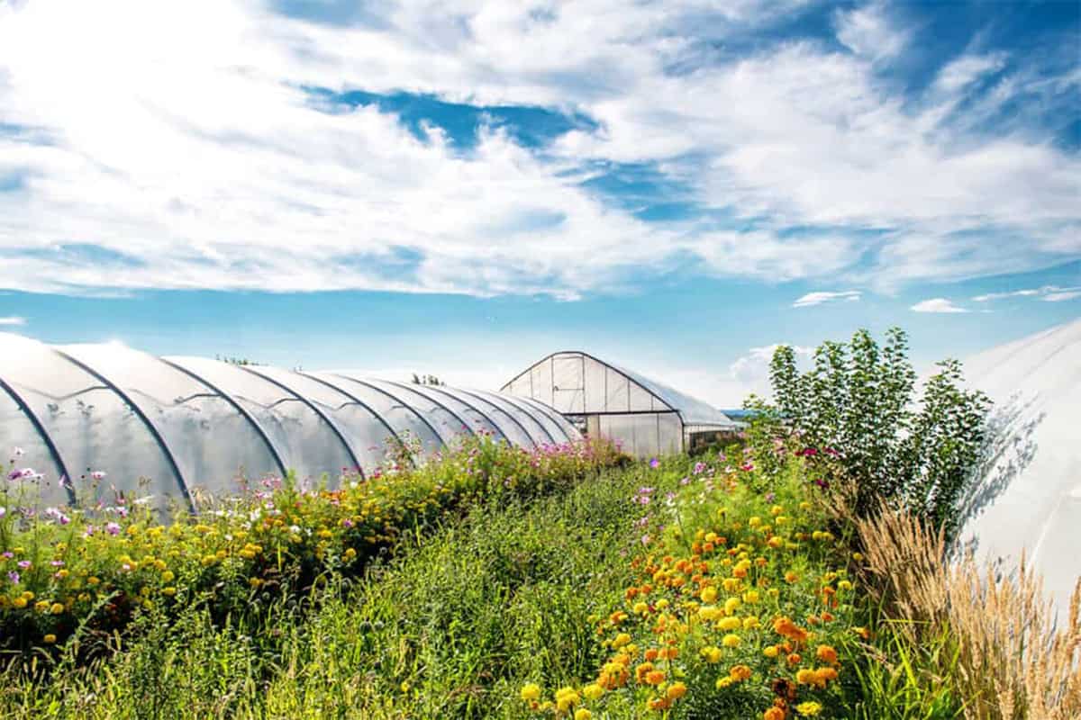 Bunte_blumenwiese_vor_glashaus_cAdobeStock_grafxart-1200x800 Wiese - Folientunnel
