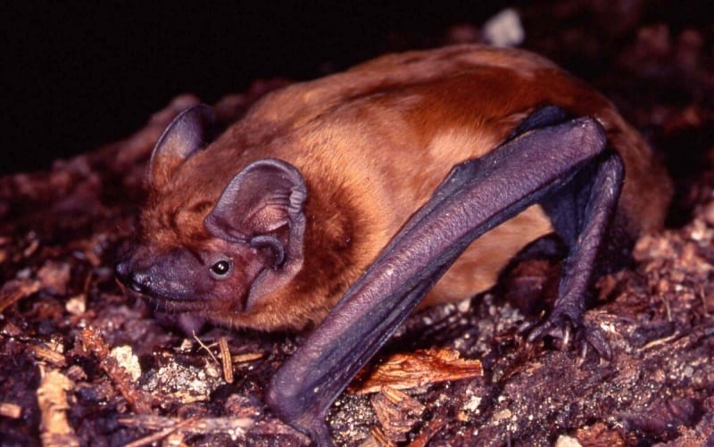 Der Große Abendsegler © A.Vorauer / WWF