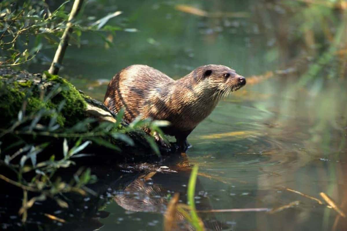 Fischotter. (c) H. Glader/4nature Fischotter