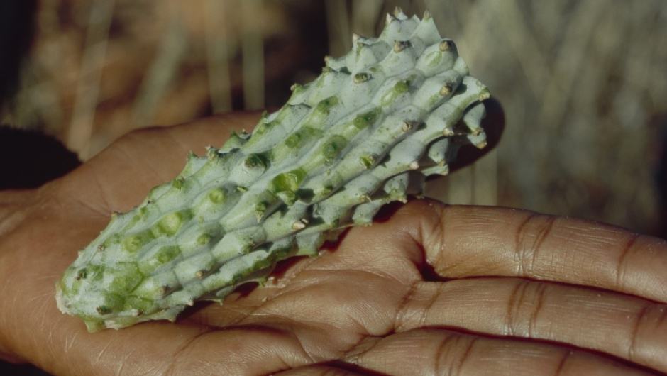 Hoodia gordonii, geschält