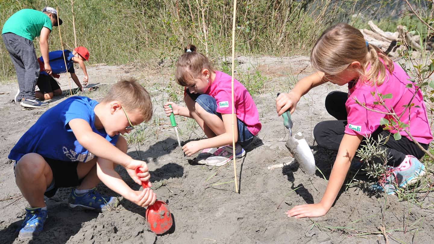 Kinder-pflanzen-Zwergrohrkolben_1