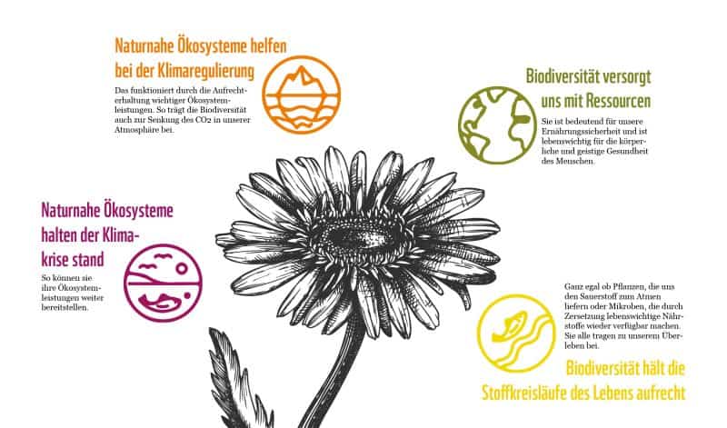 Vielfalt = Klimaschutz Vielfalt = Klimaschutz