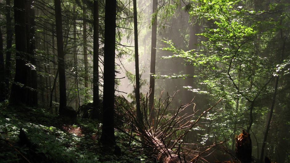 Wildnis im Karwendel (c) M. Zika / WWF Österreich Wildnis im Karwendel