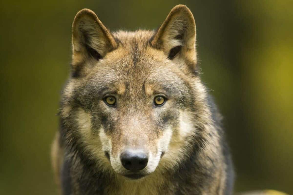 Wolf im Wald. (c) Ralph Frank wolf-schuetzen-mit-dem-WWF-Wolf